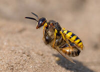 Beewolf Wasp