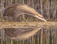 Bittern