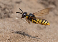 Beewolf Wasp
