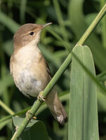 Sedge Warbler