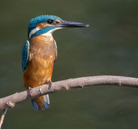 Kingfisher