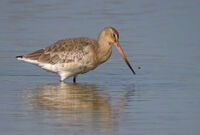 Black tailed Godwit