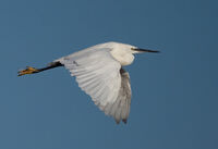 Little Egret