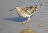 Pectoral Sandpiper