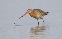 Black tailed Godwit