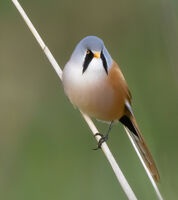 Male Bearded Tit