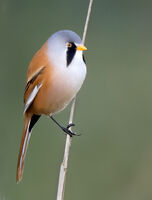 Male Bearded Tit