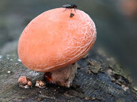 Wrinkled Peach
