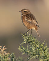 Stonechat