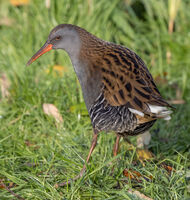 Water Rail