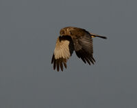 Marsh Harrier