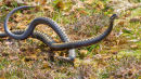 Male adders fighting