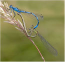 Common blue damselfly paired