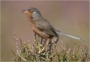 Dartford warbler calling