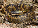 female adder