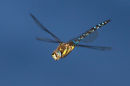 Migrant hawker in flight