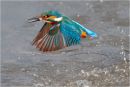 Kingfisher emerging with fish