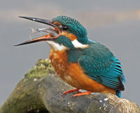 Kingfisher swallowing fish