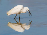Little Egret with Migrant hawker