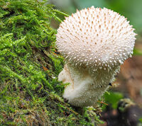 Stump Puffball