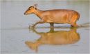 Munjac deer crossing water