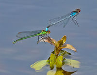 Red Eyed damselflies paired