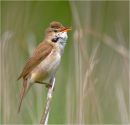 Reed warbler calling