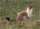 Stoat in grass