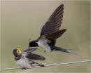 Swallow feeding young