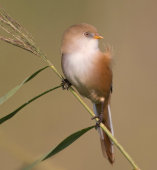 Female Bearded Tit