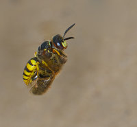 bee wolf wasp carrying honeybee prey