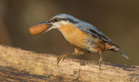 nuthatch with Acorn