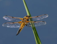four spotted chaser dragonfly