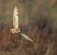 short eared owl