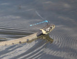 Grass snake with damselfly