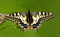swallow tailed butterfly