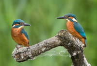 pair of juvenile kingfishers