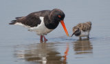 Oystercatcher with chick