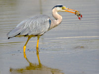grey heron with crayfish