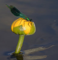 banded demoiselle on water lily