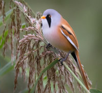 male bearded tit