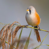 Male bearded tit