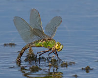 emperor dragonfly laying eggs