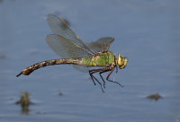 emperor dragonfly in flight