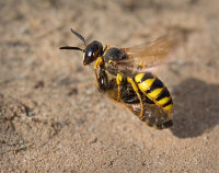 bee wolf wasp in flight with prey
