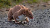 weasel