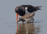 Oystercatcher with young