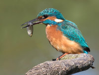 Kingfisher with stickleback