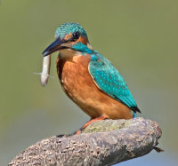 Kingfisher with stickleback 2