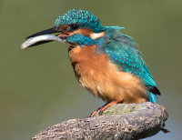 Kingfisher with stickleback 3